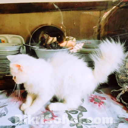 Pure Persian Male Kitten Fixed Price